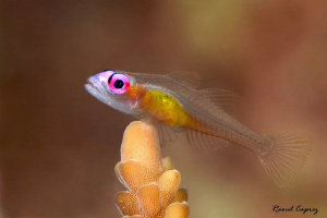 Very short stop on a coral finger by Raoul Caprez 